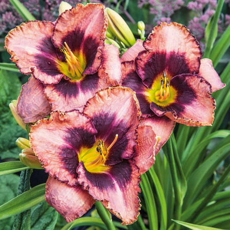 Hemerocallis Plant 'Daring Deception'