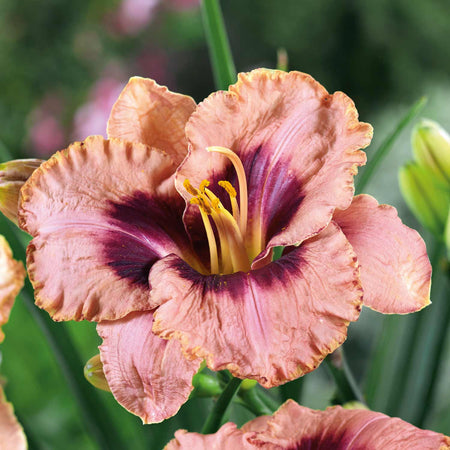 Hemerocallis Plant 'Daring Deception'