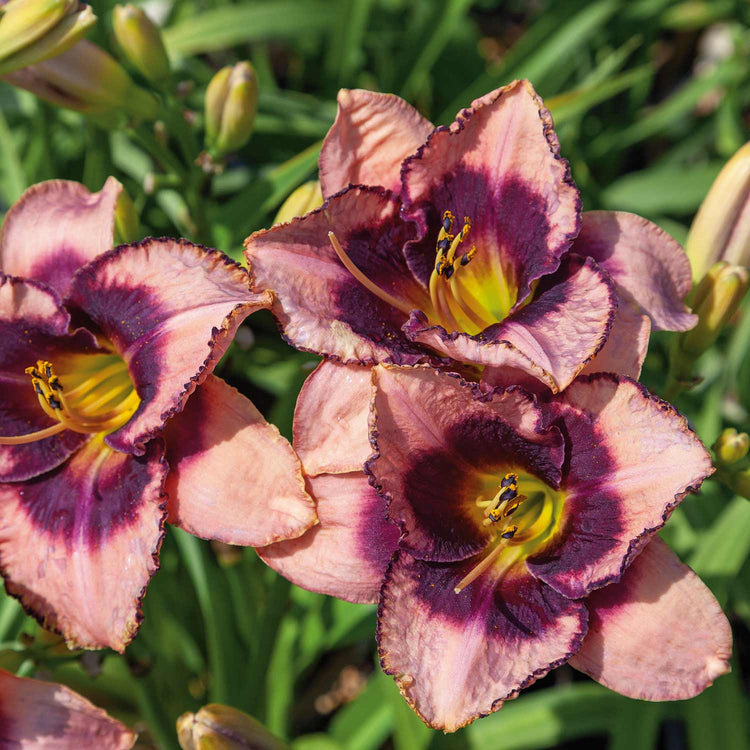 Hemerocallis Plant 'Daring Deception'