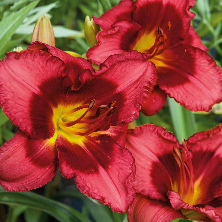 Hemmerocallis Plant 'Berrylicious'