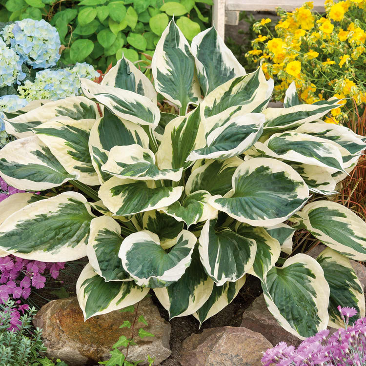 Hosta Plant 'Patriot'