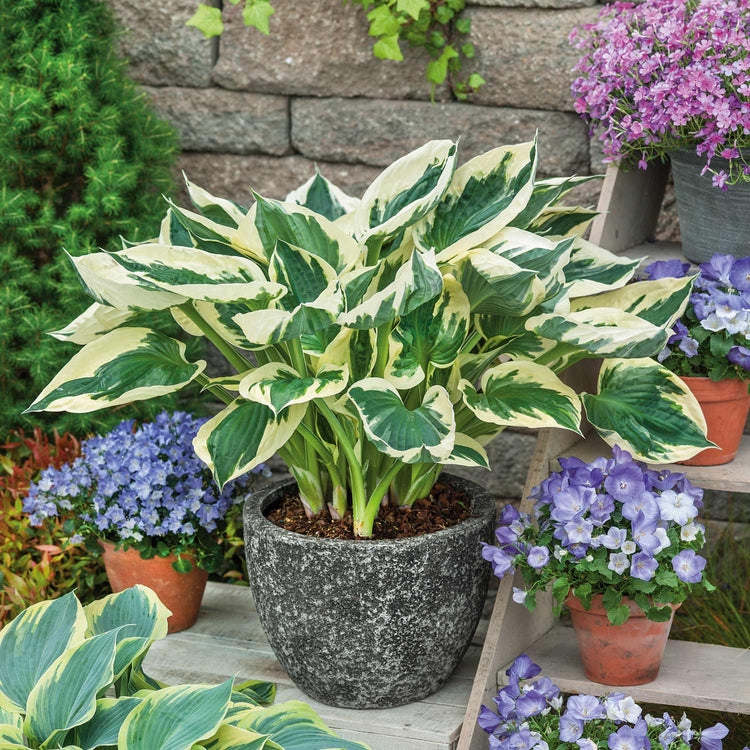 Hosta Plant 'Patriot'