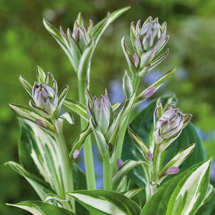 Hosta Plant 'Patriot'