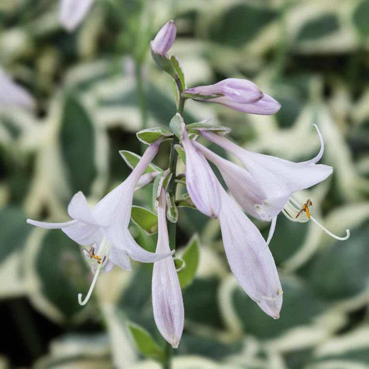 Hosta Plant 'Patriot'