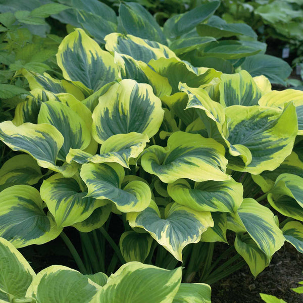 Hosta Plant 'Liberty'