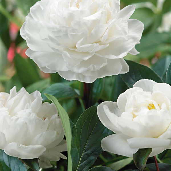 Paeonia Plant 'Gardenia'