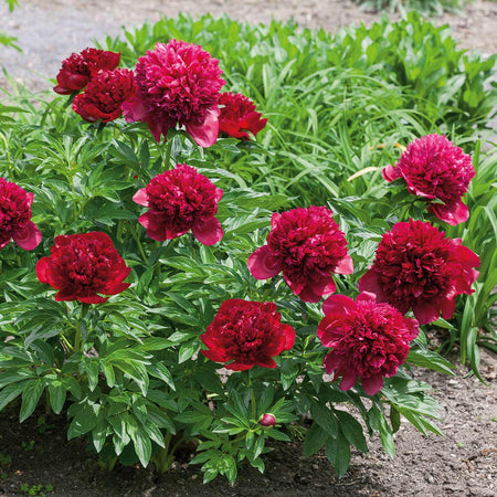 Peony Plant 'Red Charm'