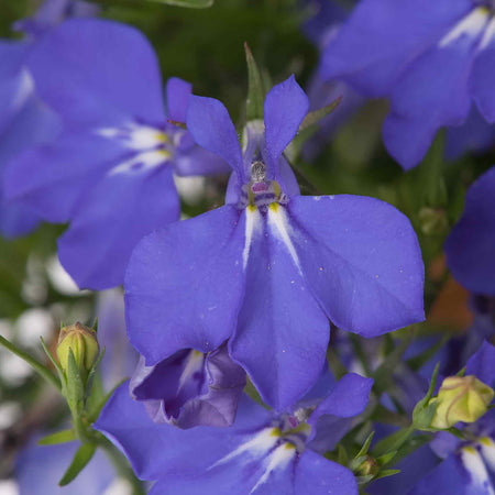 Marshalls Garden Lobelia Plants Waterfall Selection