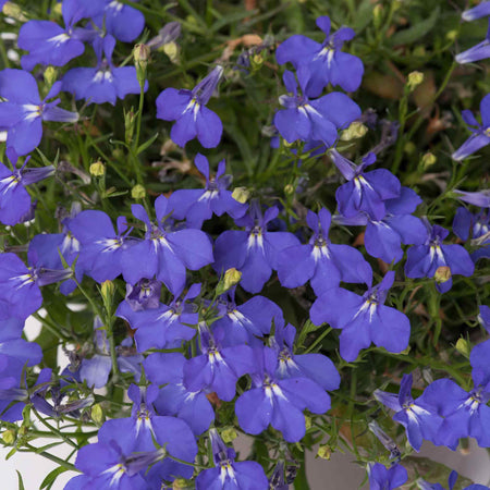 Marshalls Garden Lobelia Plants Waterfall Selection