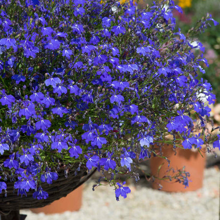 Marshalls Garden Lobelia Plants Waterfall Selection