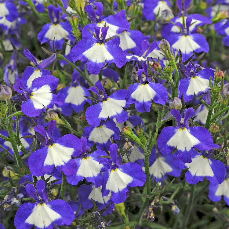 Marshalls Garden Lobelia Plants Waterfall Selection