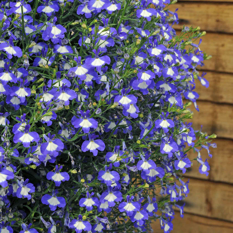 Marshalls Garden Lobelia Plants Waterfall Selection