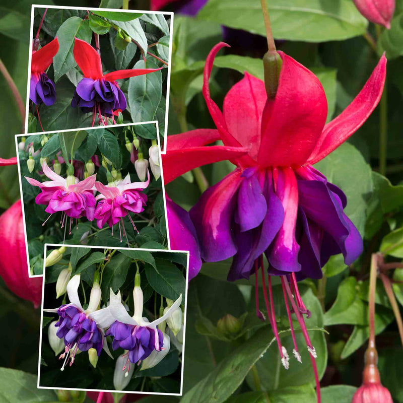 Fuchsia Plant 'Giant-Flowered' Collection