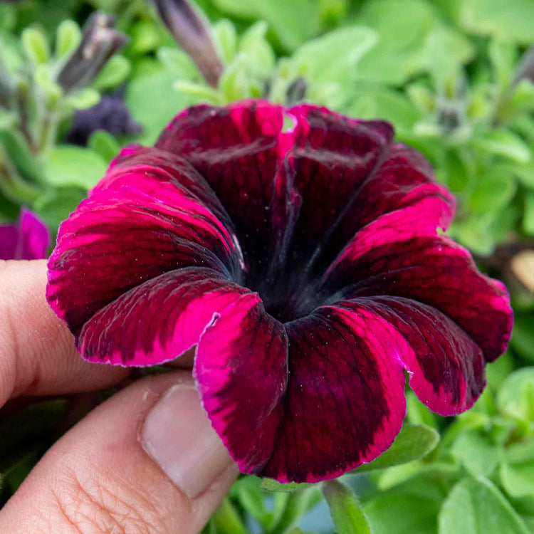 Petunia Plant 'Go Tuna Cosmic Purple'