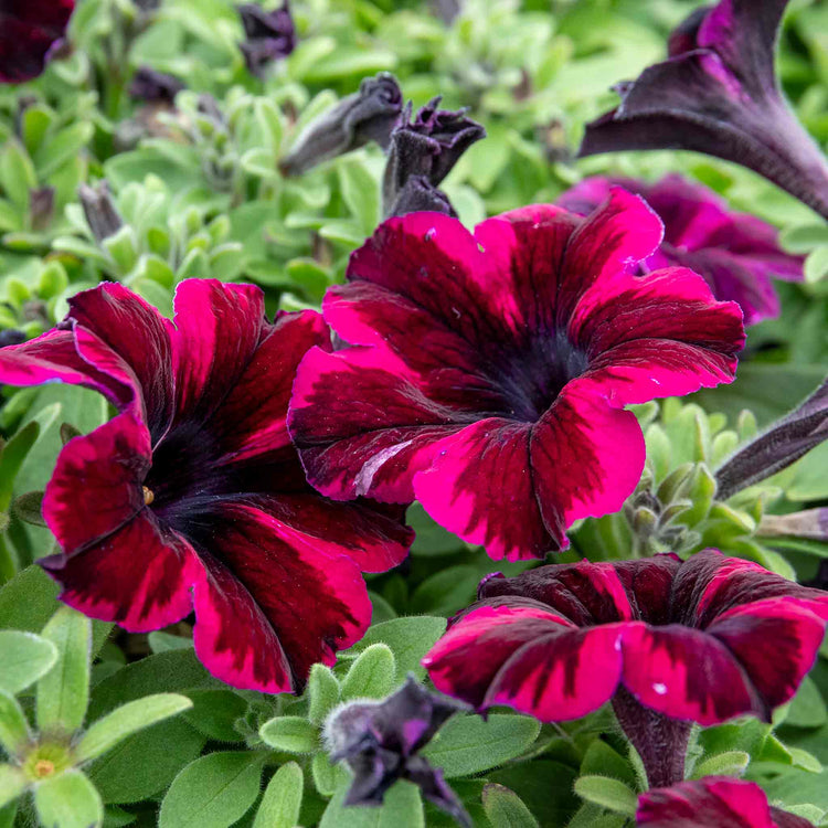 Petunia Plant 'Go Tuna Cosmic Purple'