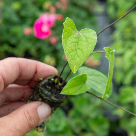 Thunbergia Plant 'Orange'