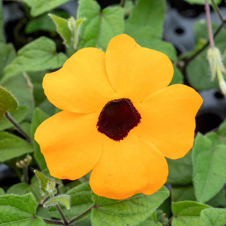 Thunbergia Plant 'Orange'