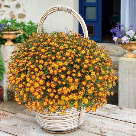 Bidens Plants Collection