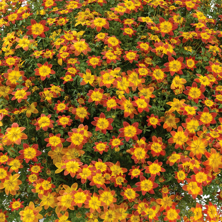 Bidens Plants Collection