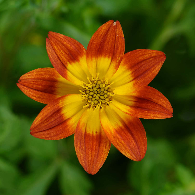 Bidens Plants Collection