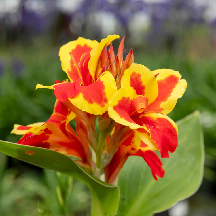 Canna Lily Plant 'Cannova Red Golden Flame'