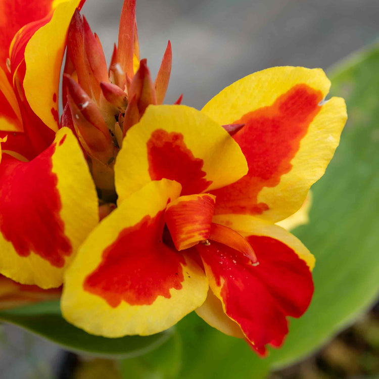 Canna Lily Plant 'Cannova Red Golden Flame'