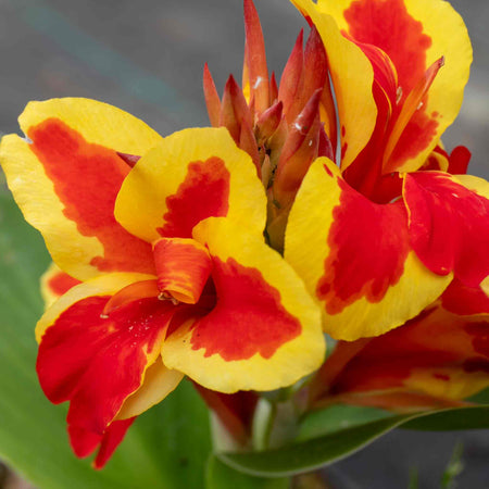 Canna Lily Plant 'Cannova Red Golden Flame'