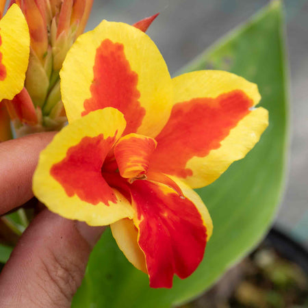 Canna Lily Plant 'Cannova Red Golden Flame'