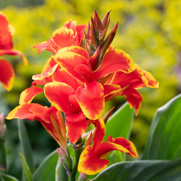 Canna Lily Plant 'Cannova Red Golden Flame'