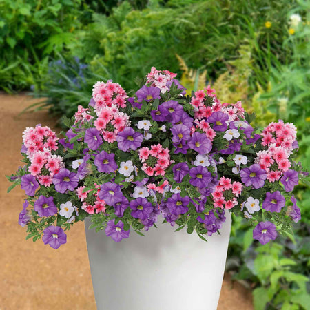 Basket and Container Collection 'Blueberry Parfait'