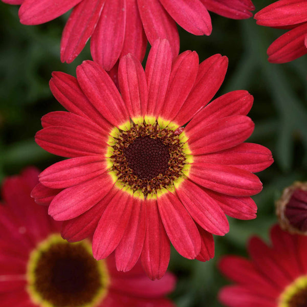 Argyranth. Grandaisy Plant 'Red/Orange'