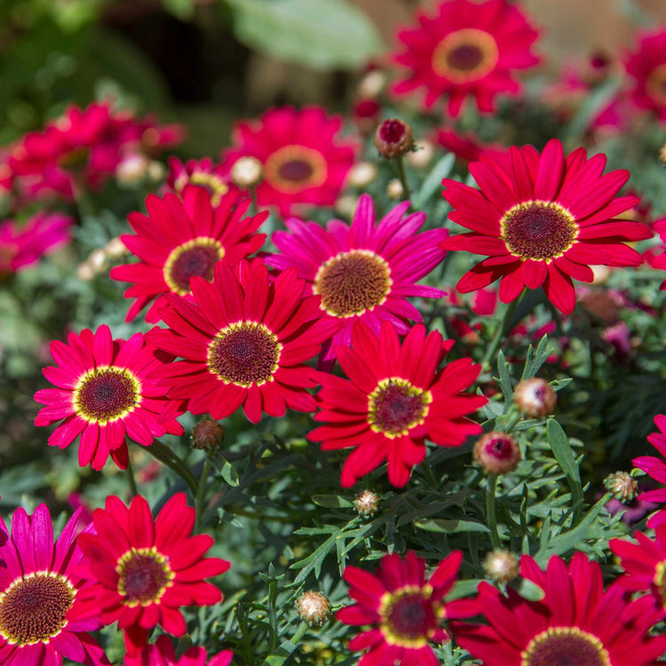 Argyranth. Grandaisy Plant 'Red/Orange'