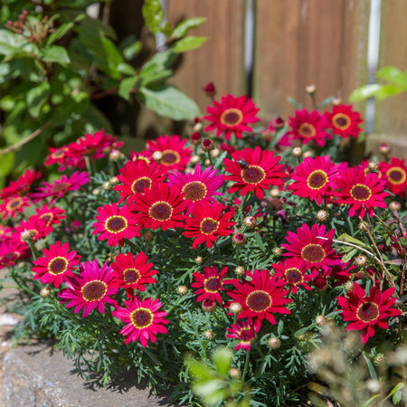 Argyranth. Grandaisy Plant 'Red/Orange'