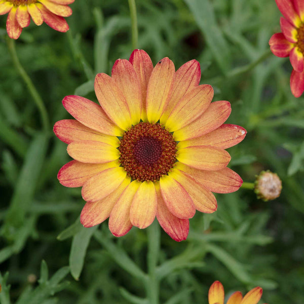 Argyranth. Grandaisy Plant 'Orange/Yellow Halo'