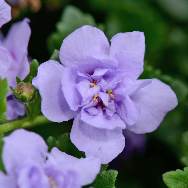 Bacopa Scopia Plant 'Double Lavender'