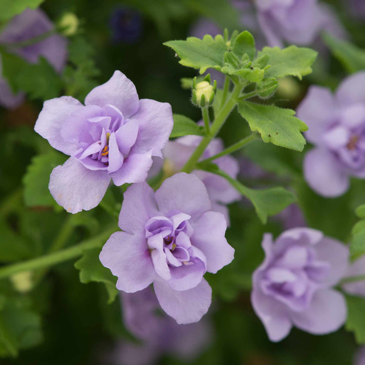 double lavender plant Bacopa Scopia Plant 'Double Lavender'