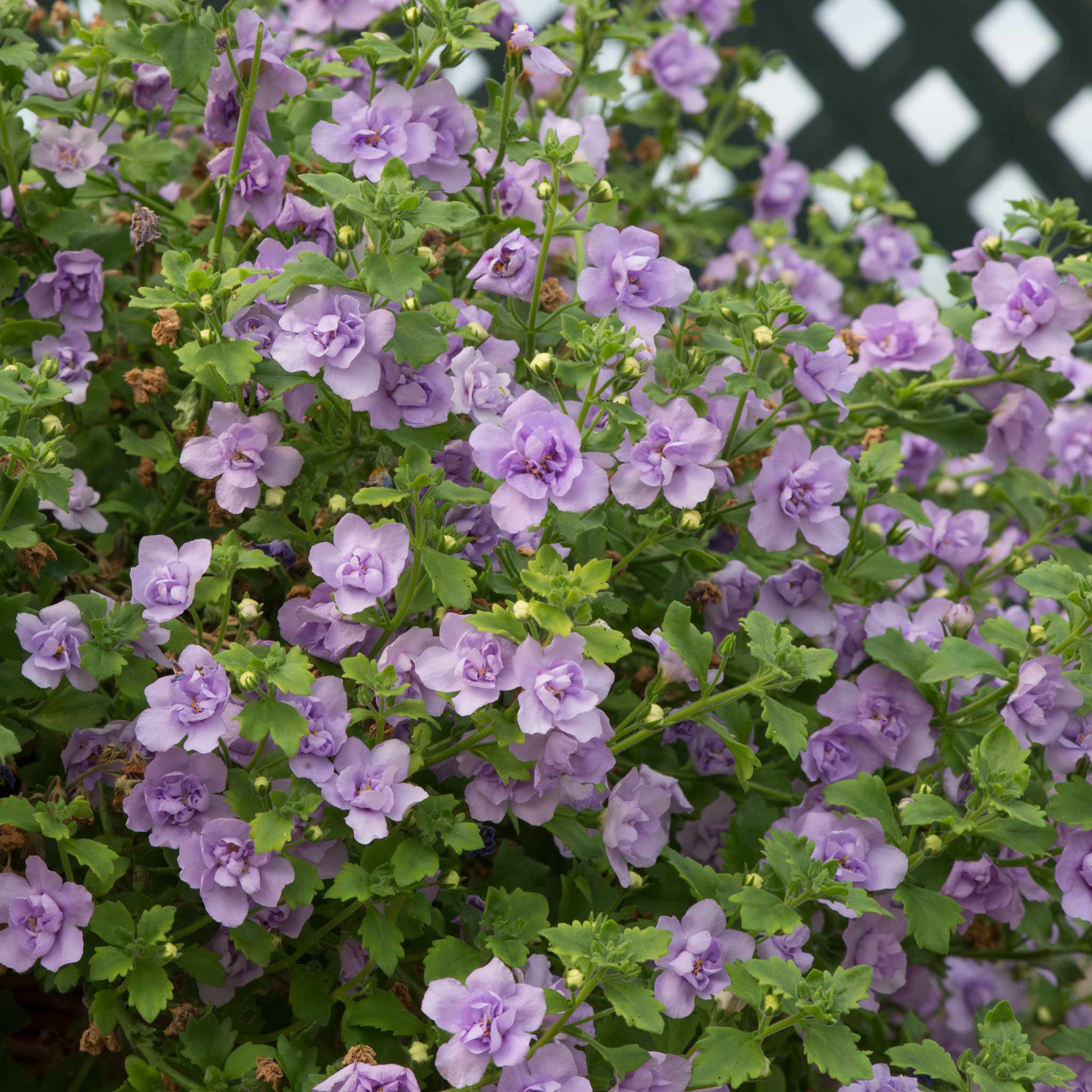 Bacopa Scopia Plant 'Double Lavender' - 6 x Super Plug Plants | Buy ...