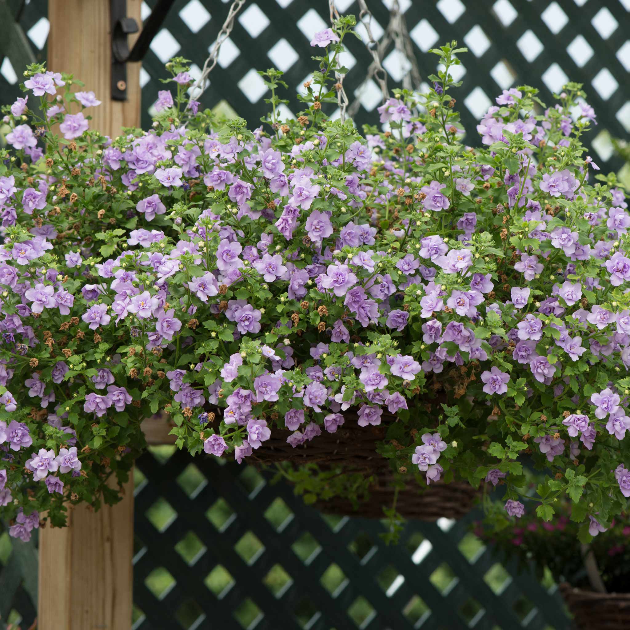 Bacopa Scopia Plant 'Double Lavender' - 6 x Super Plug Plants | Buy ...