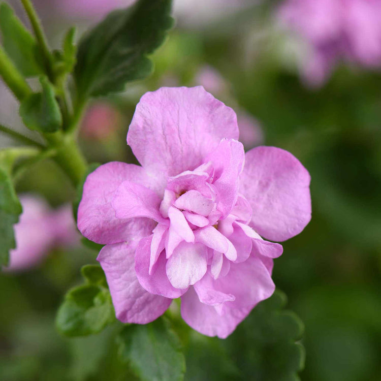 Bacopa Scopia Plant 'Double Pink'