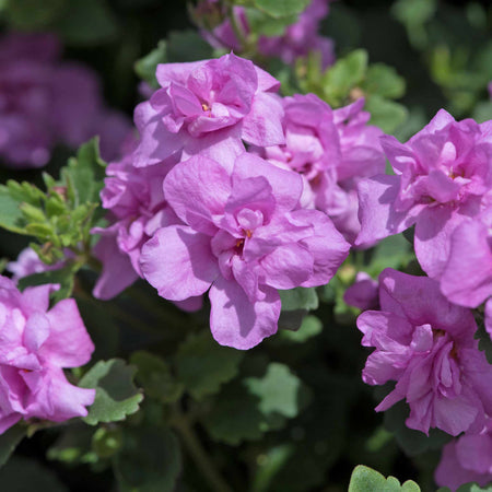 Bacopa Scopia Plant 'Double Pink'