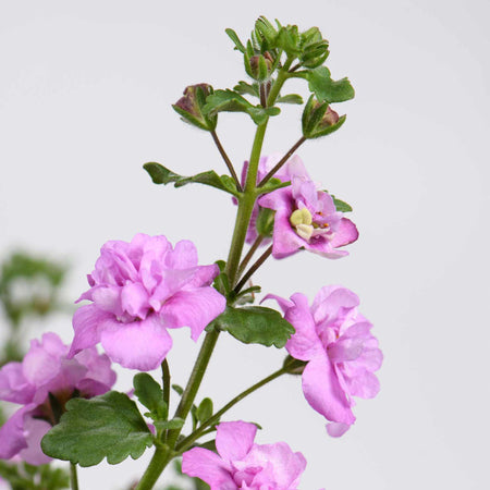 Bacopa Scopia Plant 'Double Pink'