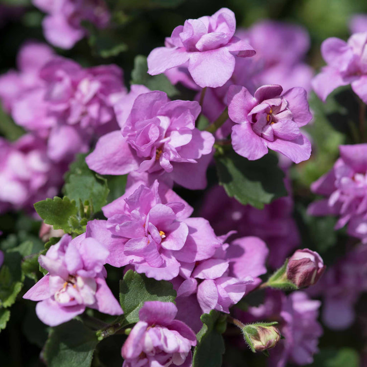 Bacopa Scopia Plant 'Double Pink'