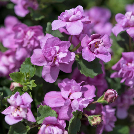 Bacopa Scopia Plant 'Double Pink'