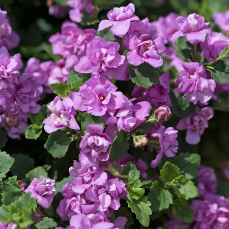 Bacopa Scopia Plant 'Double Pink'