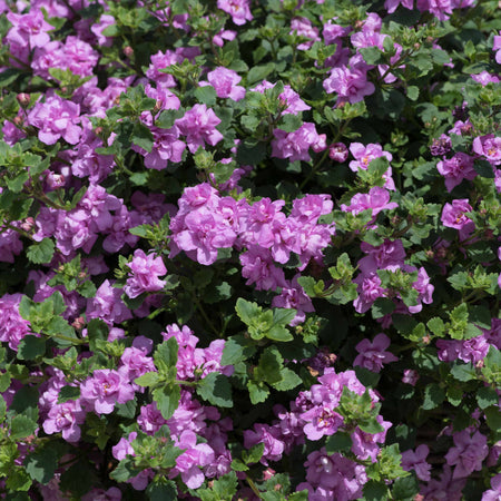 Bacopa Scopia Plant 'Double Pink'