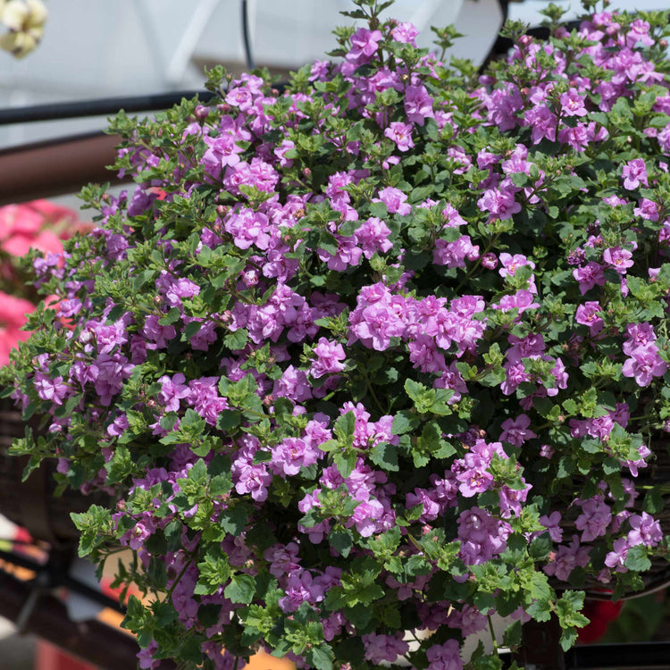 Bacopa Scopia Plant 'Double Pink'