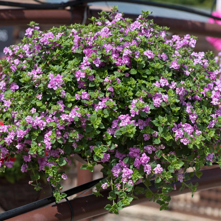 Bacopa Scopia Plant 'Double Pink'