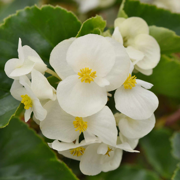 Begonia Plant 'Megawatt White and Green Leaf'