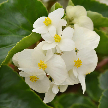 Begonia Plant 'Megawatt White and Green Leaf'