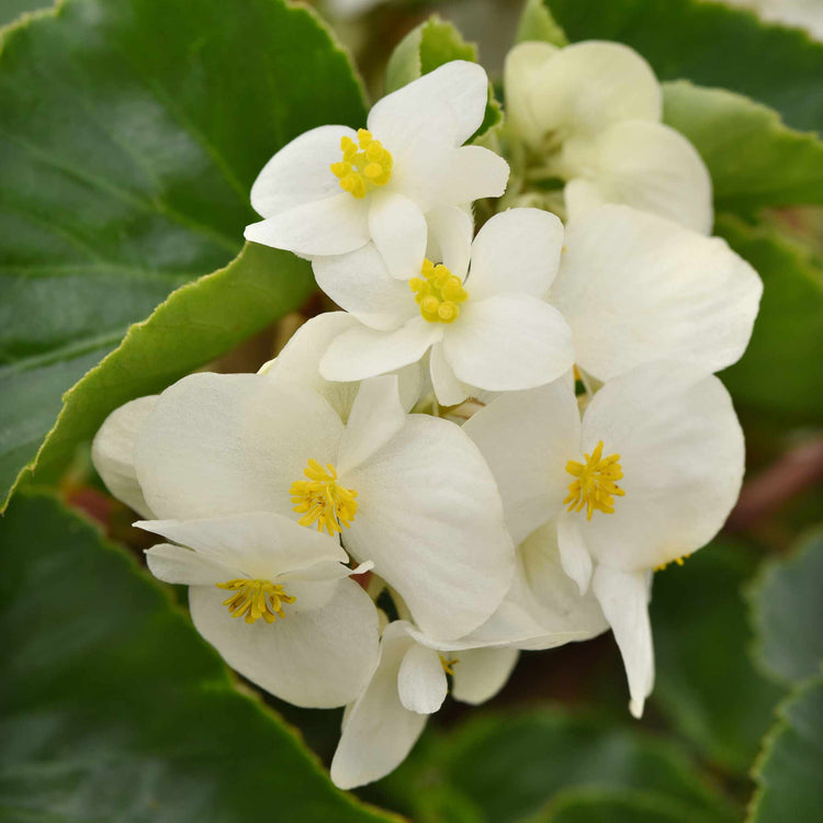 Begonia Plant 'Megawatt White and Green Leaf'